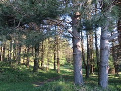 Pinus nigra laricio