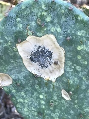 Phyllosticta concava