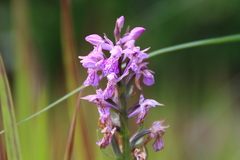 Dactylorhiza maculata
