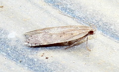 Anacampsis comparanda