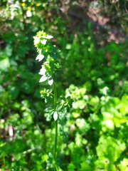 Galium