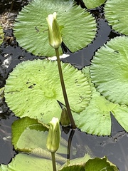 Nymphaea lotus