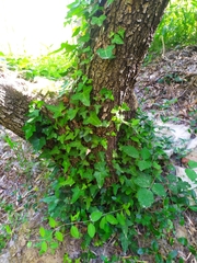 Hedera