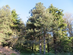 Pinus nigra laricio