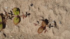 Fagonia pachyacantha