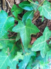 Hedera