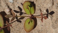 Fagonia pachyacantha