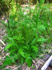 Asteraceae
