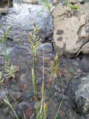 Trisetum agrostideum