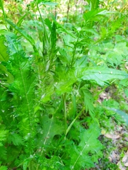 Asteraceae