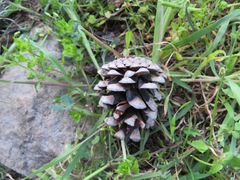 Pinus nigra laricio