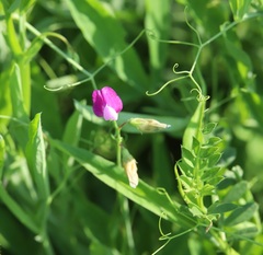 Lathyrus hirsutus