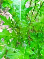 Asteraceae