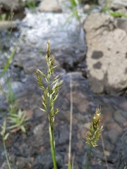 Trisetum agrostideum