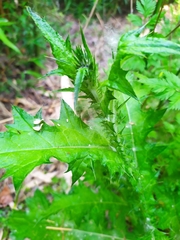 Asteraceae