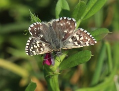 Pyrgus malvoides