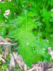 Asteraceae