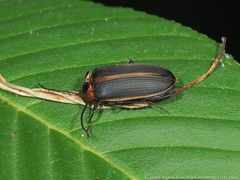 Pseudocistela marginata