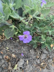 Geranium nodosum