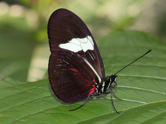 Heliconius himera