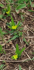 Hypoxis decumbens