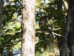 Strix varia georgica