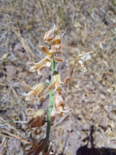 Dipcadi serotinum image