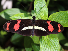 Heliconius telesiphe
