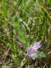 Evolvulus nuttallianus