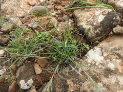 Dianthus caryophyllus