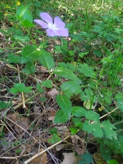 Vinca major