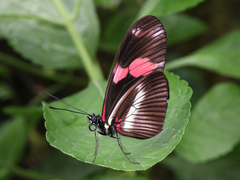 Heliconius telesiphe