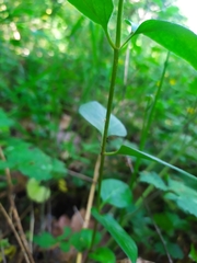 Vinca major