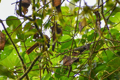 Anabacerthia variegaticeps