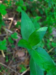 Vinca major
