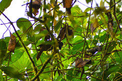 Anabacerthia variegaticeps