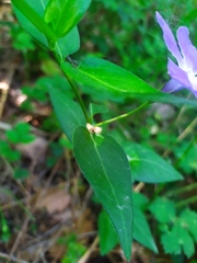 Vinca major