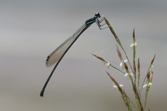 Prodasineura collaris