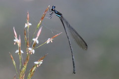 Prodasineura collaris