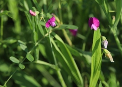 Lathyrus hirsutus