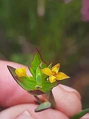 Gnidia styphelioides