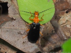 Podabrus fayi