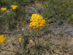 Achillea tomentosa