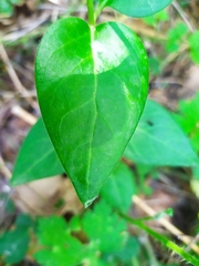Vinca major