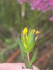 Gnidia styphelioides