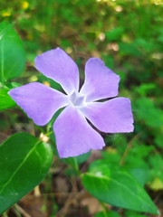 Vinca major