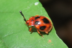 Stenotarsus pardalis