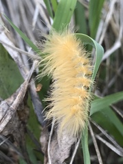 Pygarctia roseicapitis