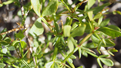 Fagonia pachyacantha