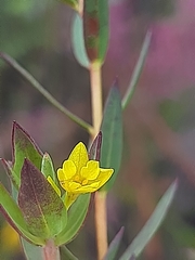 Gnidia styphelioides